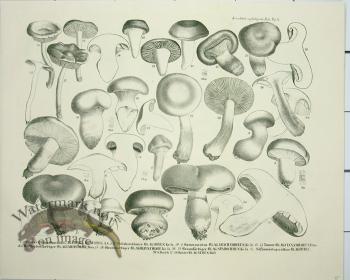 Mushroom Atlas 48
